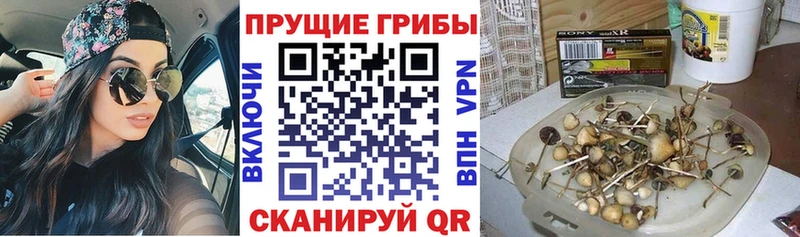 купить наркотик  Вятские Поляны  Галлюциногенные грибы Psilocybine cubensis 